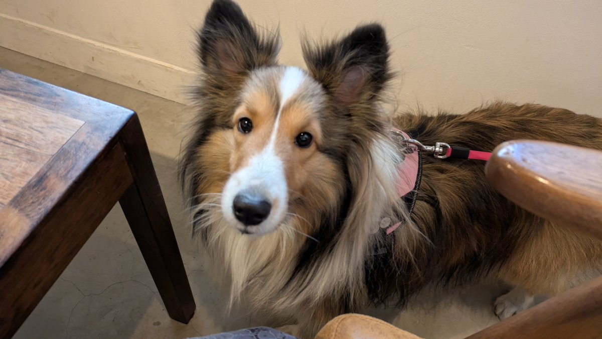 おはようございます。
今日は中の人が風邪でダウン🤧しており、いつもと違うテイストでお届けしますｗ

今日からオリンピックですね！　頑張れニッポン！🇯🇵

エル社長も応援しています！？🐶