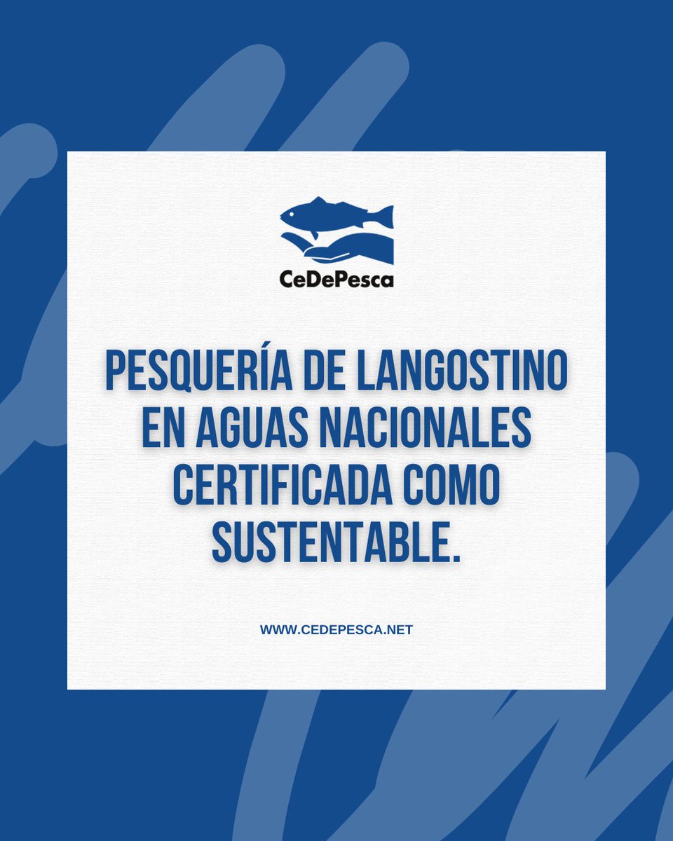 🌐: tinyurl.com/yck5csa5 #CeDePesca #LangostinoArgentino #PescaSostenible #MSC #IndustriaPesquera
