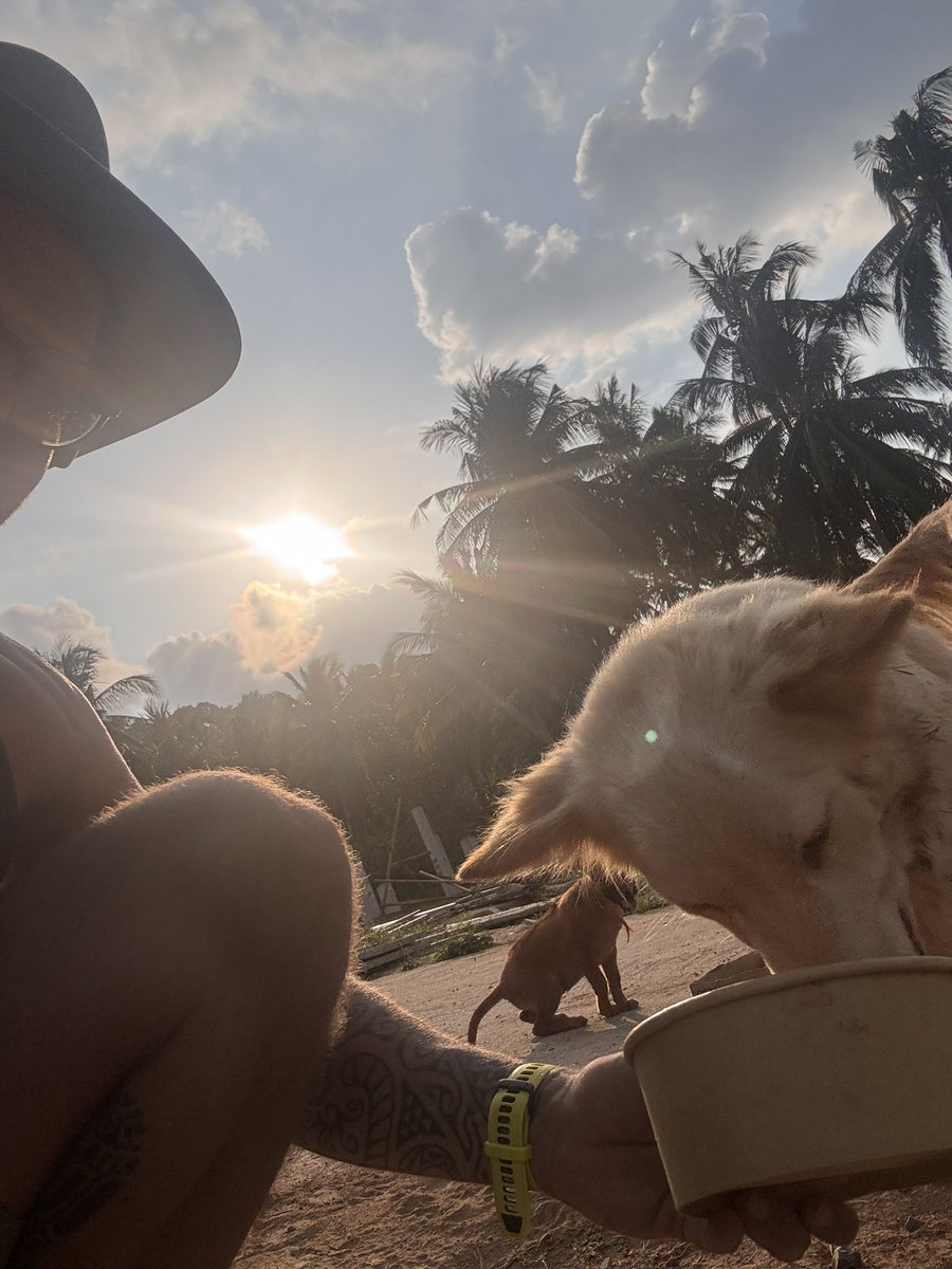 Big 💜 to <a href="/puresoul0109/">Pures⨀ul☁️</a> for the kind donation to help my street dog volunteer work, an unsolicited gift that provided quality meals for a couple dozen dogs for a week and meds for one.

Appreciate you and <a href="/the10kSquad/">The 10k Squad</a>! And these sweet stray dogs appreciate it even more 🙏🏼
