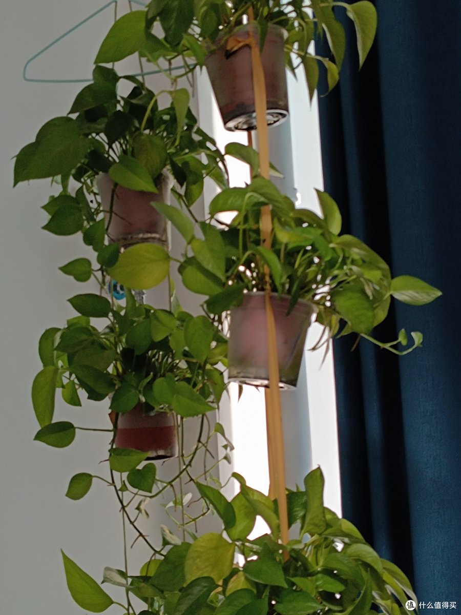 faisal_ind's tweet photo. 30-Second Plant Tip: For pothos u0026 spider plants, water when the top 2 inches of soil feel dry—overwatering is the #1 killer! Bright indirect light = happy vines. Tag a plant parent who needs this! https://t.co/yzB2a5Fw78