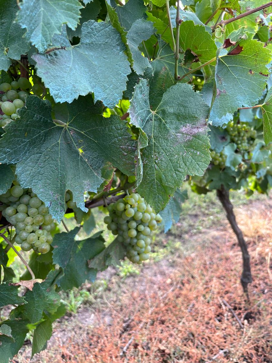 Visitando la Bodega Costa &amp; Pampa. Se viene la Vendimia! Salute!