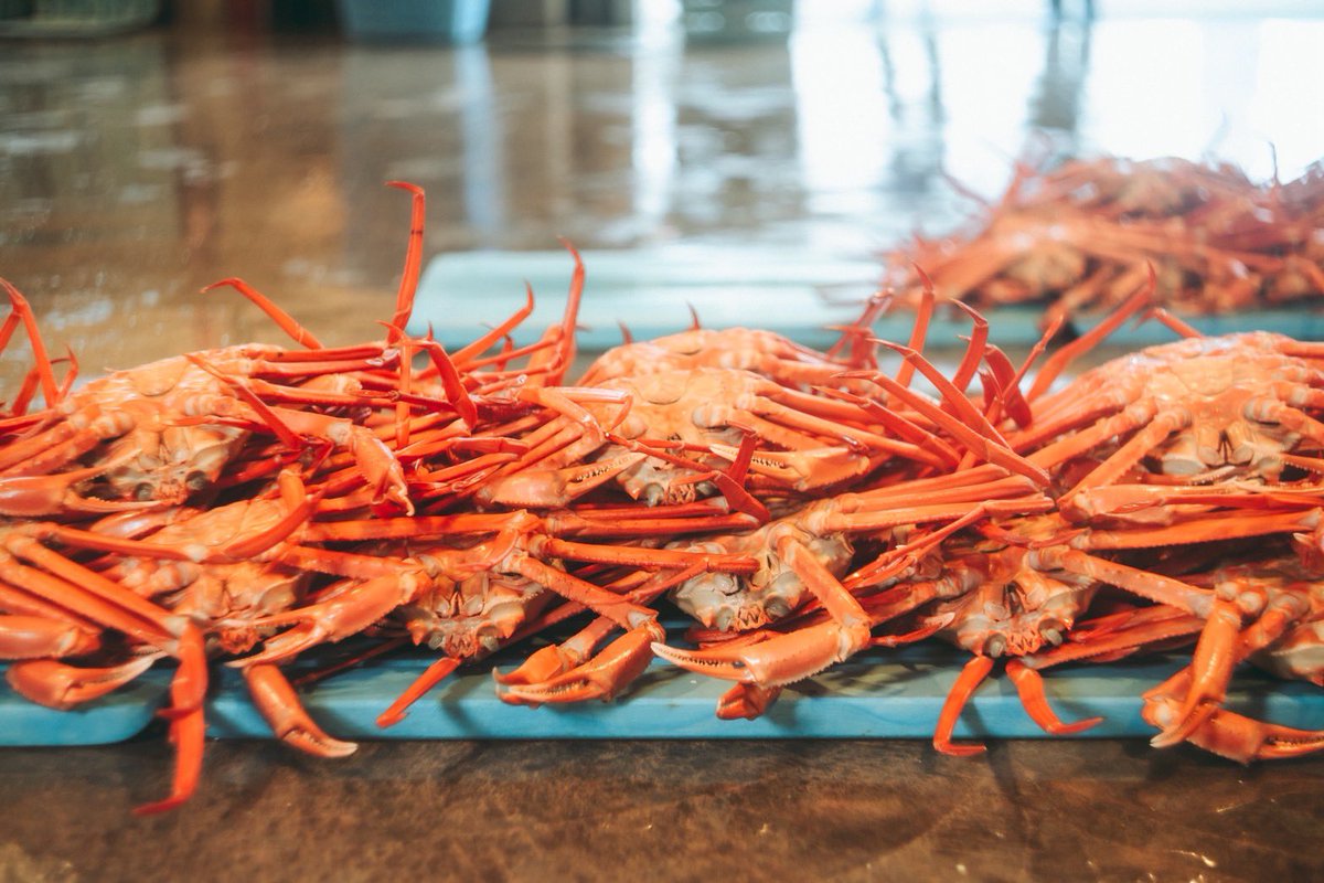 kanetsuru_sng's tweet photo. 昨日は今年初のカニの競りでした🦀

1月は時化が続きお届けが遅れましたが、お客様からの「気長に待つよ」という優しいお言葉にスタッフ一同救われました。

命懸けで頑張る漁師さんと皆さまの架け橋になれるよう、心を込めて発送いたします。

今週末も寒波予報☃️どうぞ暖かくしてお過ごしください。 https://t.co/BgXIsHFjuS