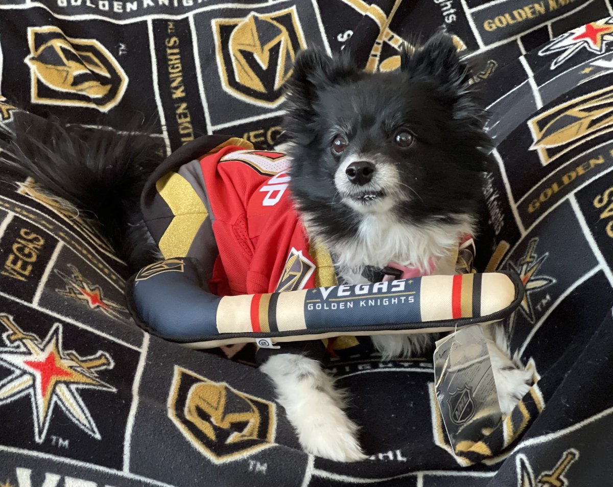 Time to complete this home stand gauntlet and slay the Kings!  We just need some good juju from #VegasBorn with the #LuckyVGKNoseBoops!  Let’s go!!!!

#VGK9Krew
❤️🐼🐶