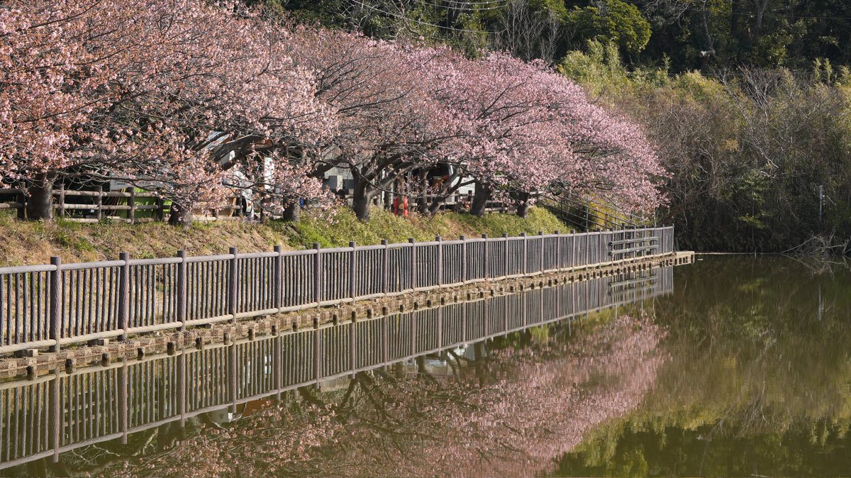 chikarafun's tweet photo. 三浦海岸 河津桜（駅前､京急沿線､小松ヶ池）2月5日の開花状況！ https://t.co/sejiwyKiLG