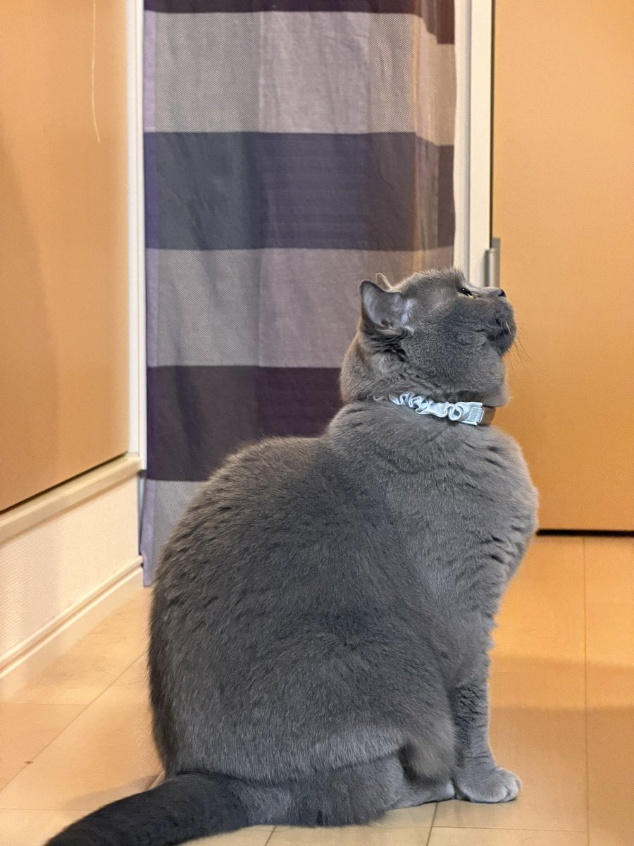 おはぎ (@ohagi_zzz) / Posts and Replies / X