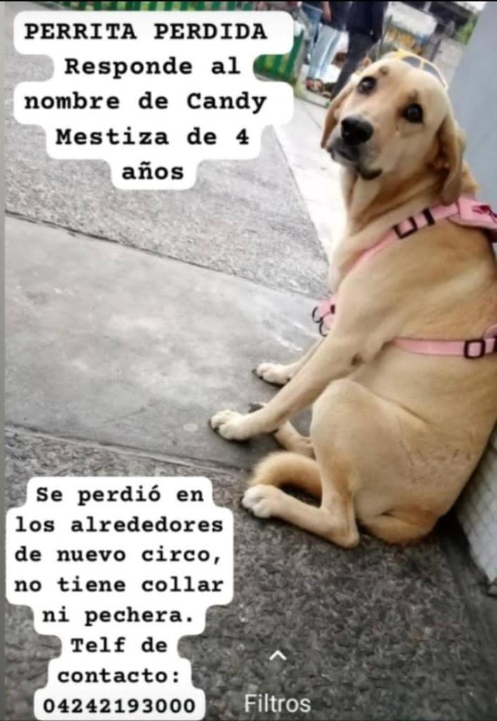 PerroUsuario Wof '•' tweet media