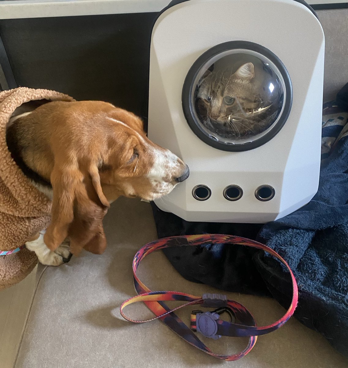 くまこ@絶賛アカウント制限中助けて tweet media