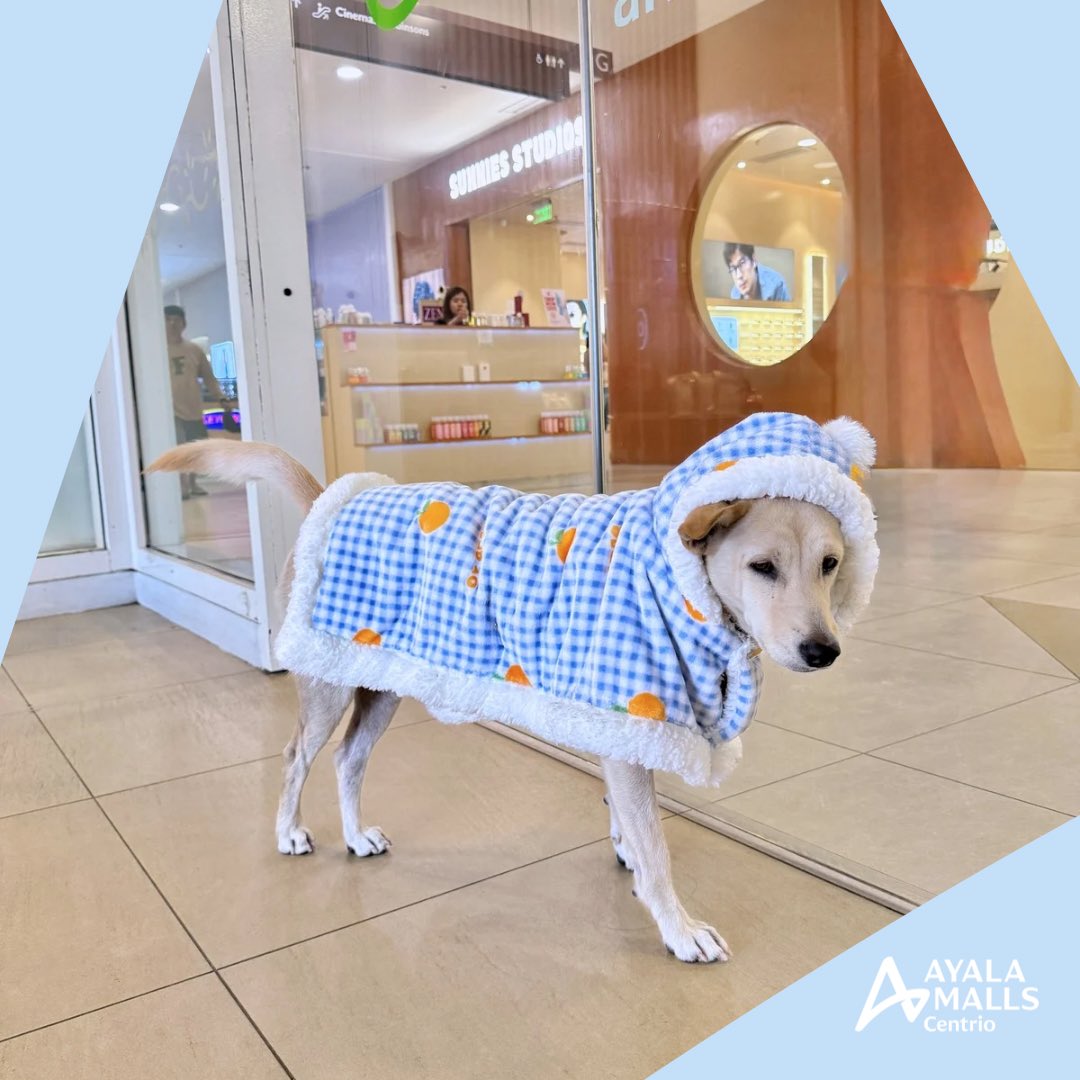 AyalaCentrio's tweet photo. Rainy days mean keeping everyone safe and dry—including your pets. 🐾

#AyalaMallsCentrio https://t.co/WSadpzgEQy