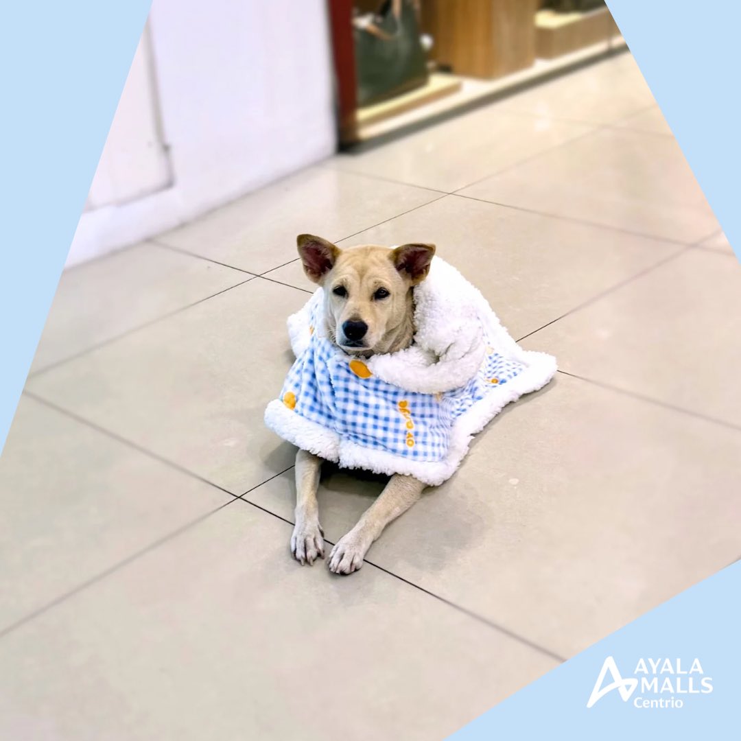 AyalaCentrio's tweet photo. Rainy days mean keeping everyone safe and dry—including your pets. 🐾

#AyalaMallsCentrio https://t.co/WSadpzgEQy