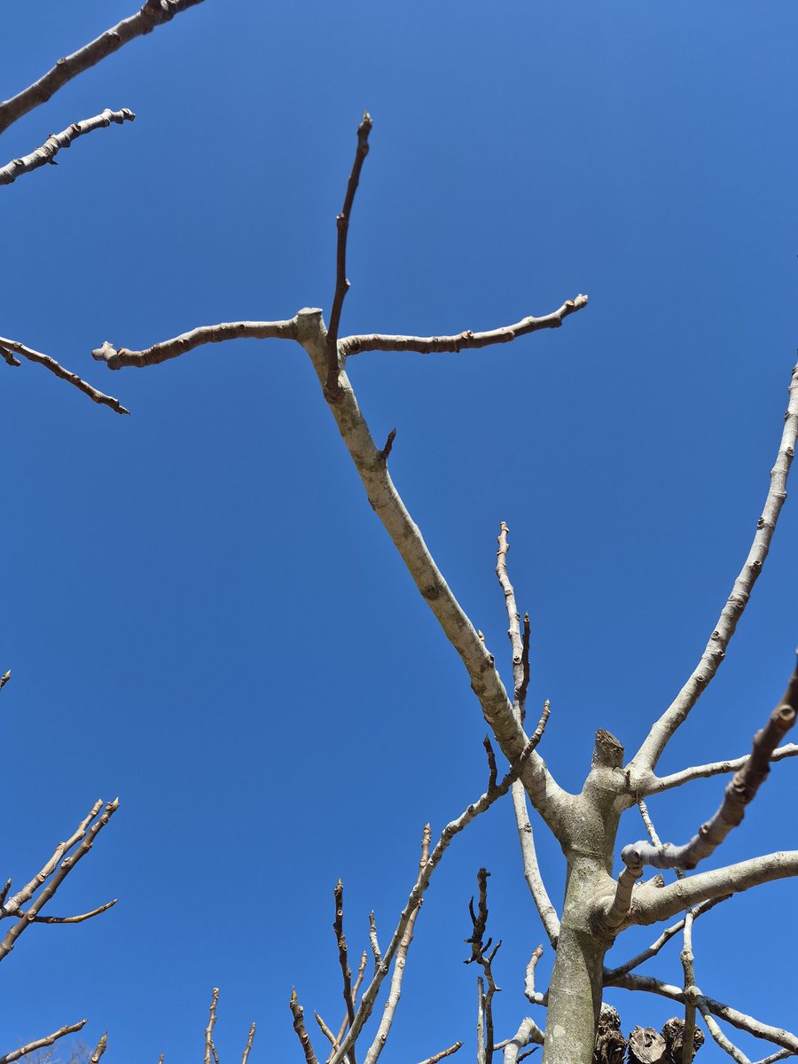 LoukiaBorrell's tweet photo. In winter, when I look at my fig tree, it looks so skeletal, I feel it will never produce a single fig. And, every summer, I am proved wrong. Let this tree be your #writing inspiration this weekend. #stickwithit @sanjeevpoems3 @sreelekha001 @djck_live @1funnyfarmAdams @susanlleary @AfterDinnerCon @ankit_raj01 @BhaumikJayanta @CarmellaPoetry @drsunilsharma @Kushalpoe @gopallahiri @M_Cobbett71 @fahmidangroup @JulianD86666247 @KentSusXPoetry @PeterLillyPoems