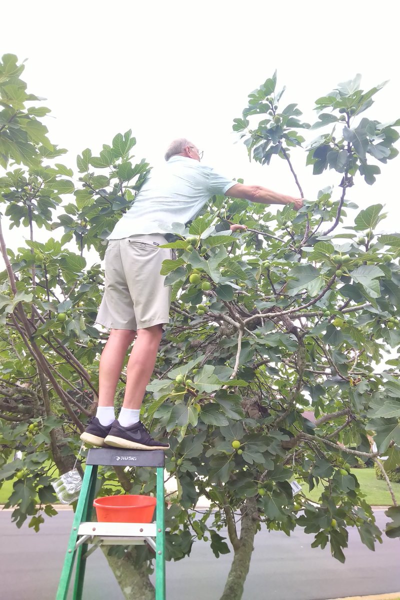LoukiaBorrell's tweet photo. In winter, when I look at my fig tree, it looks so skeletal, I feel it will never produce a single fig. And, every summer, I am proved wrong. Let this tree be your #writing inspiration this weekend. #stickwithit @sanjeevpoems3 @sreelekha001 @djck_live @1funnyfarmAdams @susanlleary @AfterDinnerCon @ankit_raj01 @BhaumikJayanta @CarmellaPoetry @drsunilsharma @Kushalpoe @gopallahiri @M_Cobbett71 @fahmidangroup @JulianD86666247 @KentSusXPoetry @PeterLillyPoems