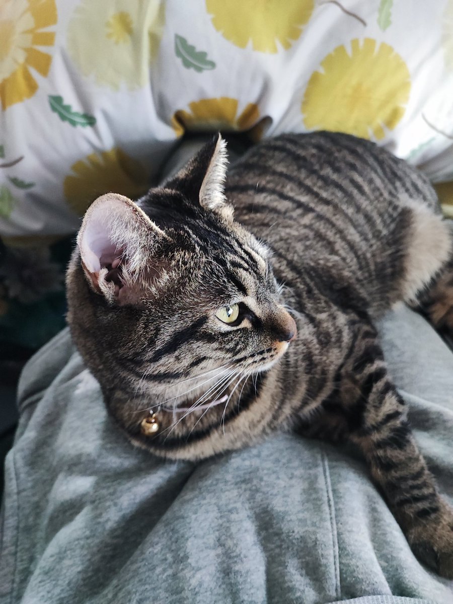 TrueBlue826's tweet image. 人間椅子に生まれ変わりました