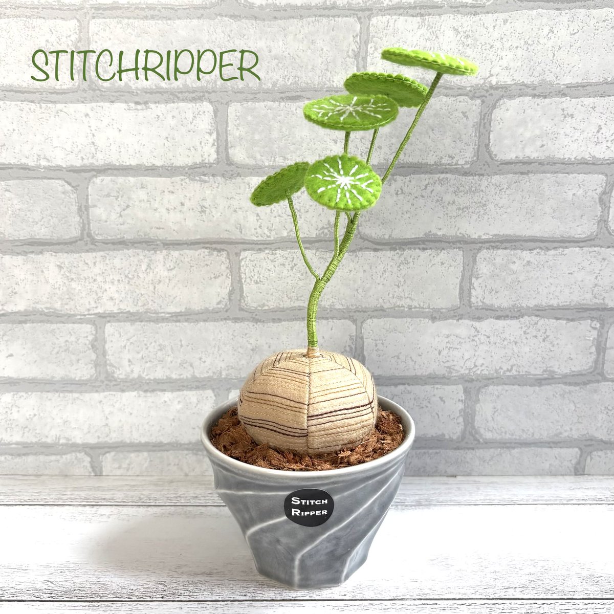 StitchripperD's tweet photo. 🌵鉢植えのステファニアです
コルク台座タイプは2株納品しました
#ステファニア #stephania #erecta #pierrei
デザートプランツ《 @DesertPlants363 》
▫️世田谷区宮坂3-6-3-1F
▫️小田急線&amp;千代田線 経堂駅3分
▫️12:00~19:00
▫️店休日:(水)(木)+不定休（祝日営業） https://t.co/DXMxGiqu11