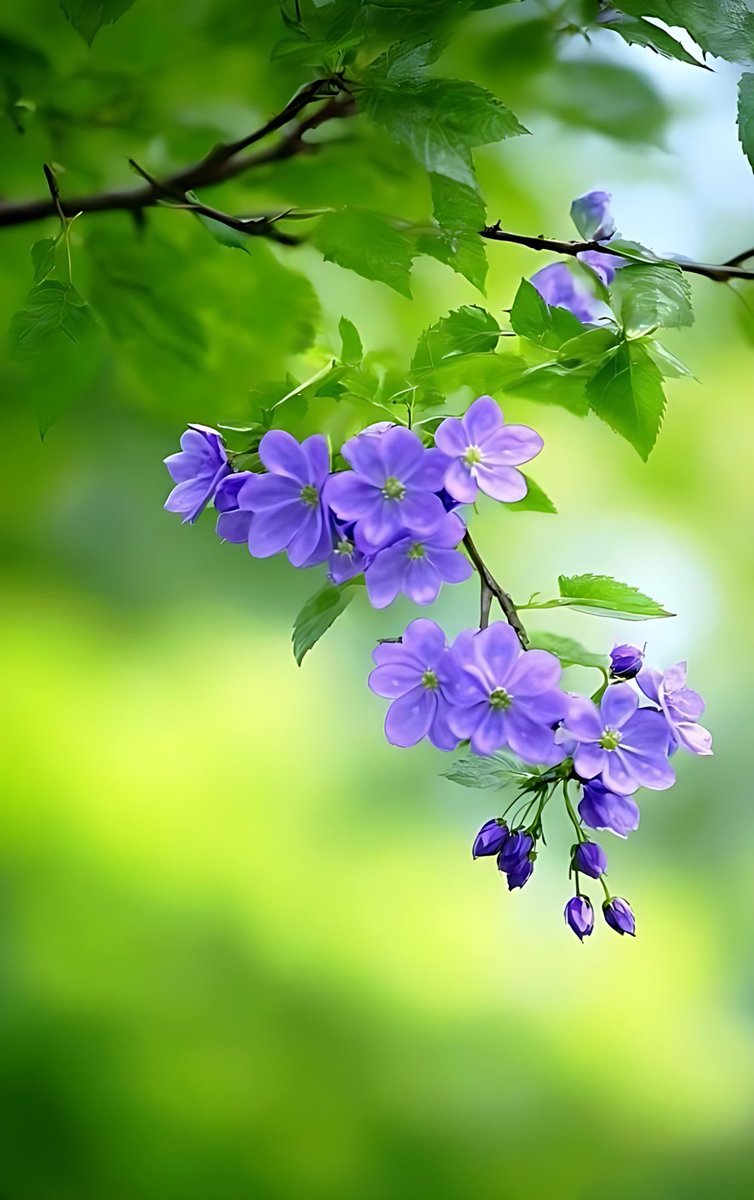 Whispers of violet dance on spring’s gentle breath,🍀🌺💙
Petals like amethysts kissed by soft green light,🌹🍃🌼💜
In every trembling bloom, the heart finds quiet delight. 🍄🌺💛