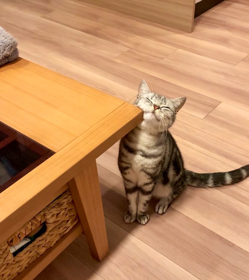 cat_anko3's tweet photo. おてて揃えてお行儀よくスリスリしてる🤭 https://t.co/w5SM8KZMJu