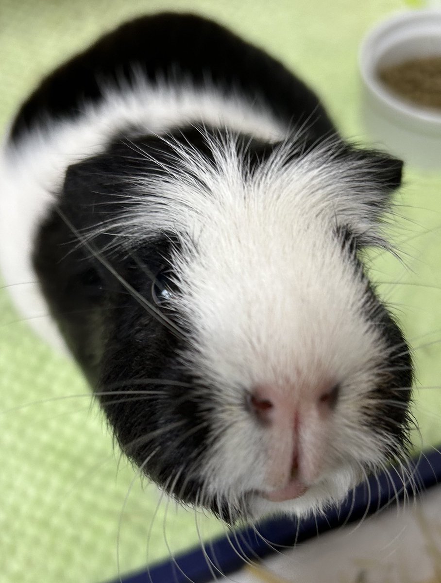 morupanda's tweet image. #TLにモルモットのドアップ画像をあげて人々を幸せにしよう計画