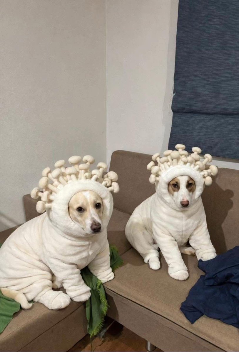 💖 (@twaniimals) on Twitter photo 