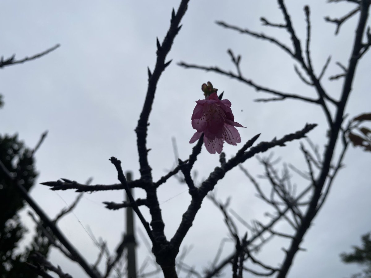 summohang's tweet photo. 🥀🪻🌸🌅 https://t.co/Cr2189g4Ht