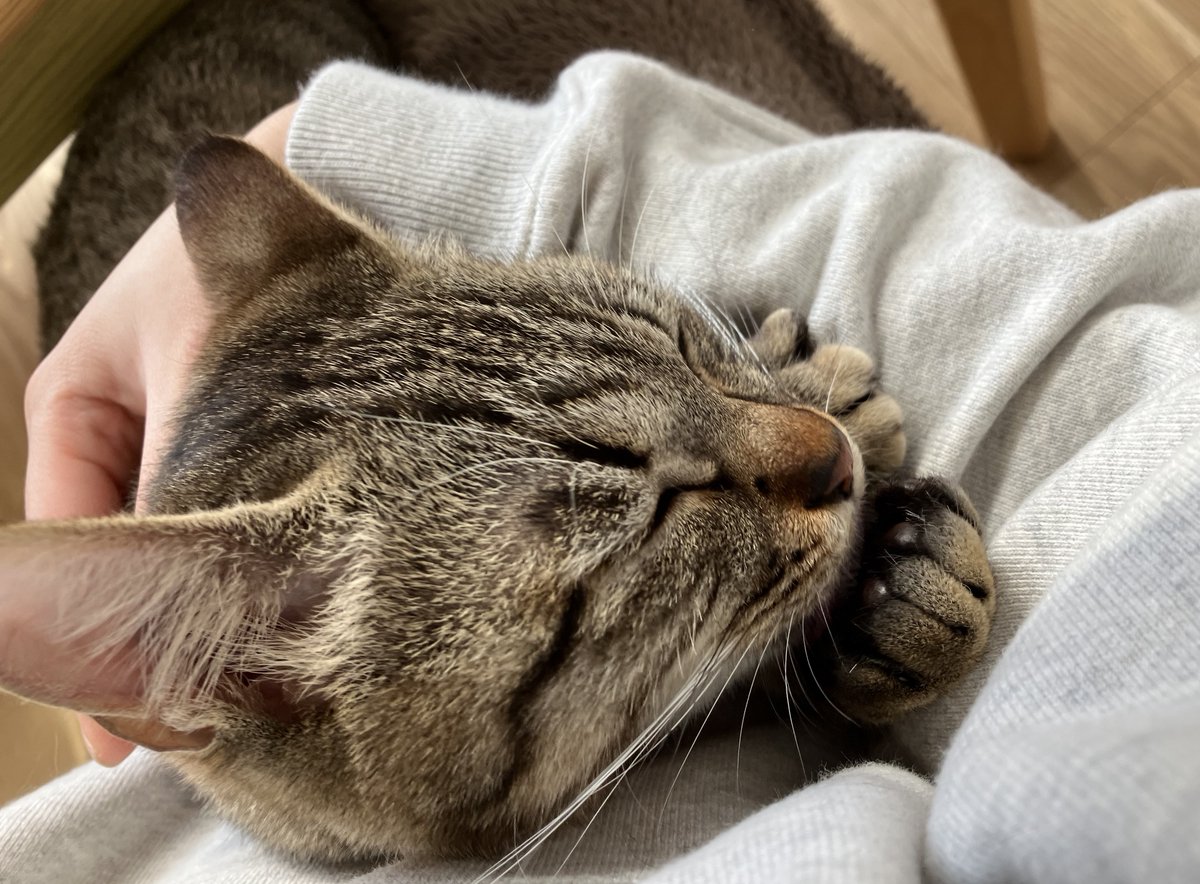 肉球をおしゃぶりにして夢中で吸っているねこ