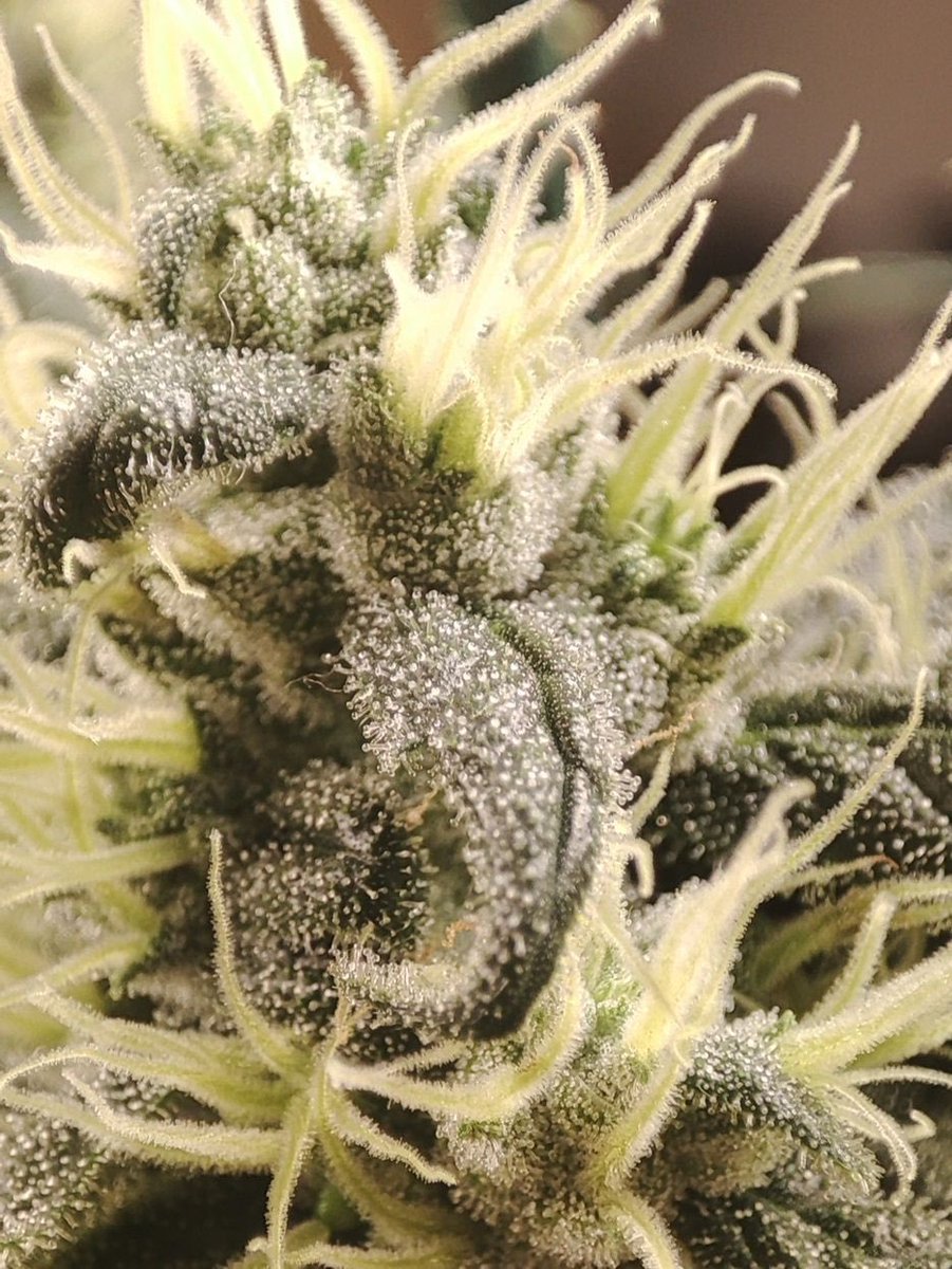 Sementis420's tweet photo. π₯ GUNK π₯
Heavy WLD-leaning effects, deeply sedative and ideal for unwinding.
Terps run candied fruit β lavender β dirty gassy funk π
Gush Mints Γ Spritzer
Photoflower Fem | 8β10 weeks | In & Out
#Gunk #TerpLovers #Photoperiod https://t.co/xqpgXysRpu