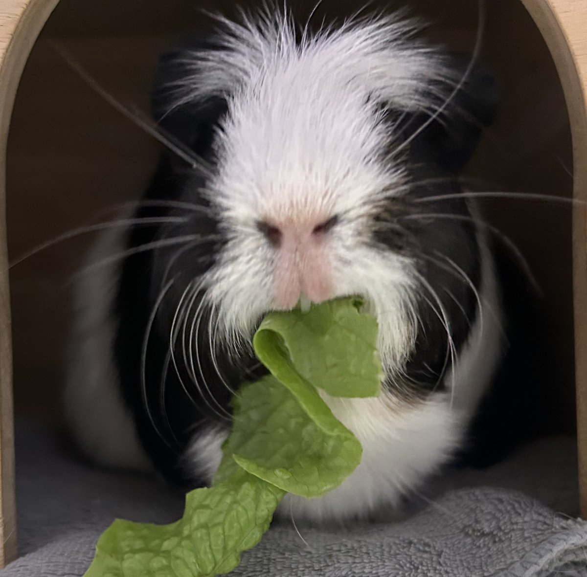 morupanda's tweet image. #TLにモルモットのドアップ画像をあげて人々を幸せにしよう計画