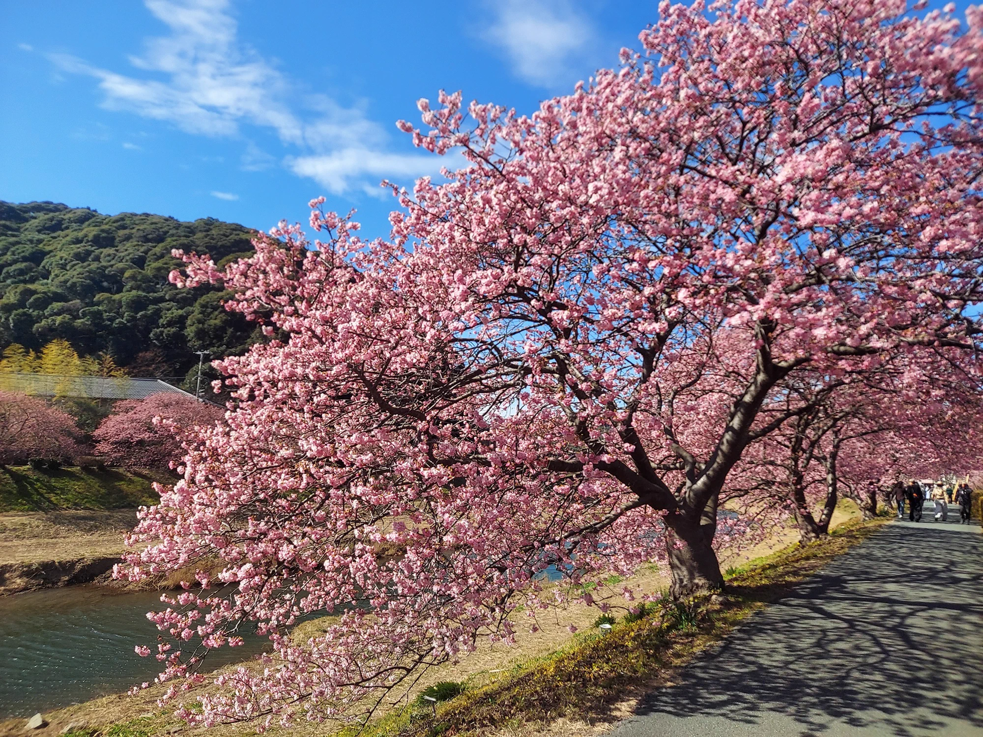 南伊豆町観光協会（minamiizu tourism association） a X: 