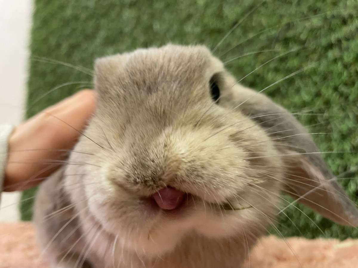 本日12時～オープンいたしました🐰🥕

ペローンと舌がはみ出しているきなこちゃん^_^
この写真のきなこちゃん、お鼻がどこにあるのか一瞬分からなくなります😮
本日も皆様のご来店お待ちしております。

長谷川

moff-rell.com/ja/
 #うさぎ #うさぎカフェ #秋葉原