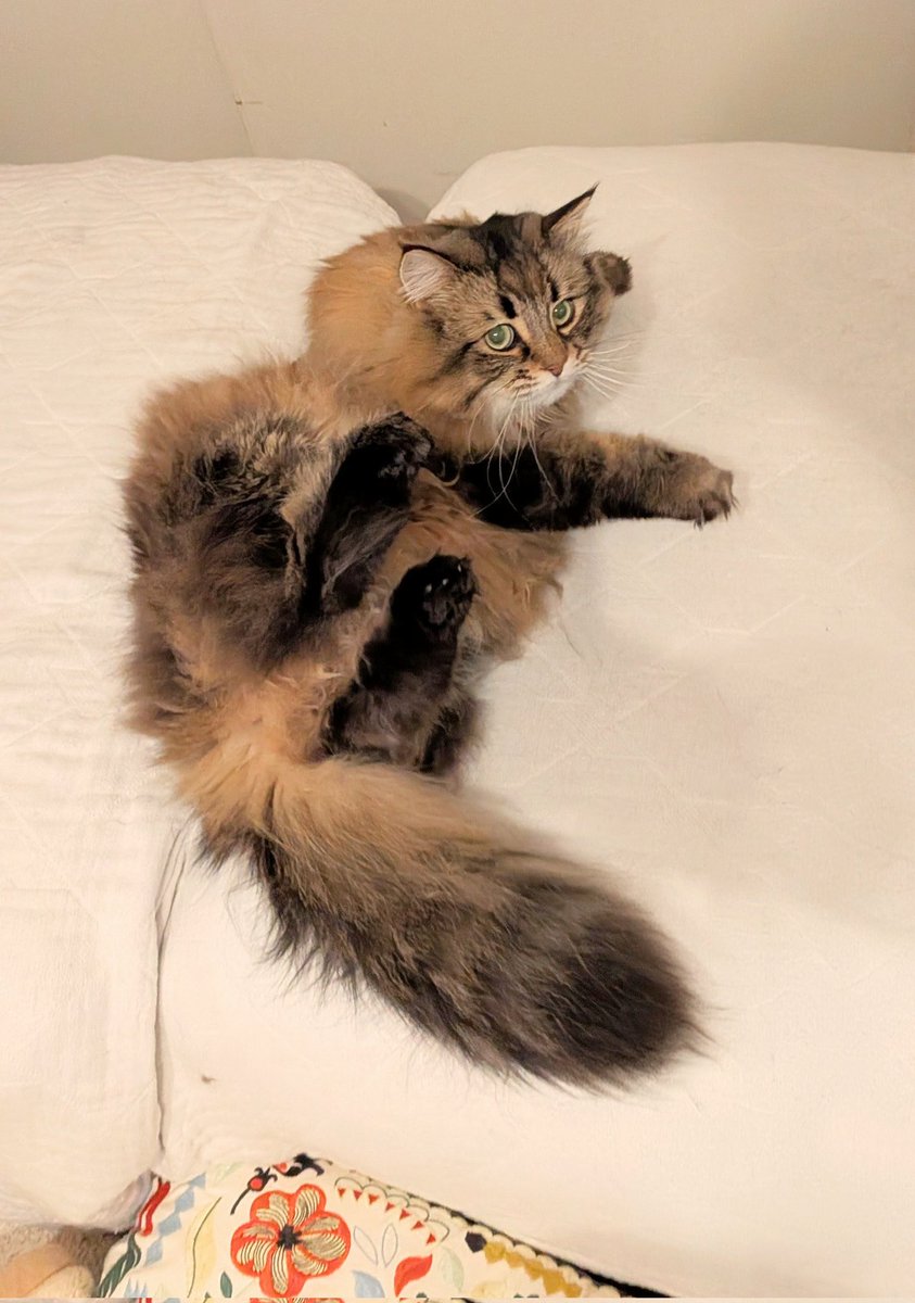 ヤマネコ (@ymnc_rf) / Posts / X