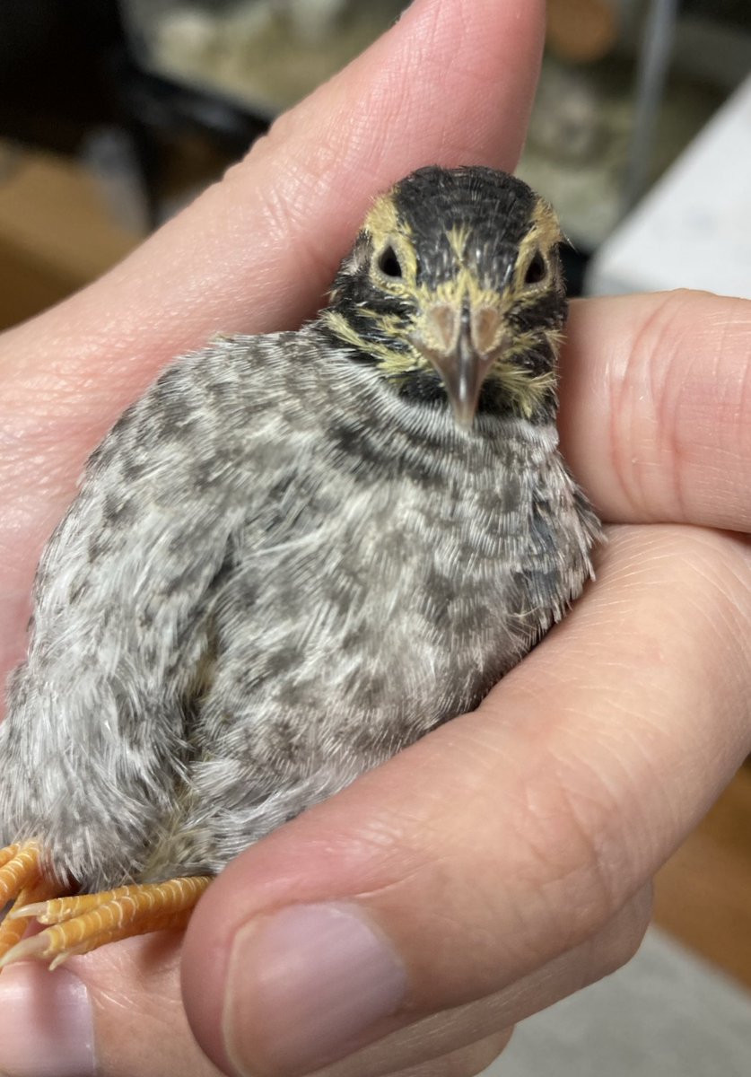 ひめうずら研究室 ラボ長（四代目） (@himeuzura_labo) / Posts / X