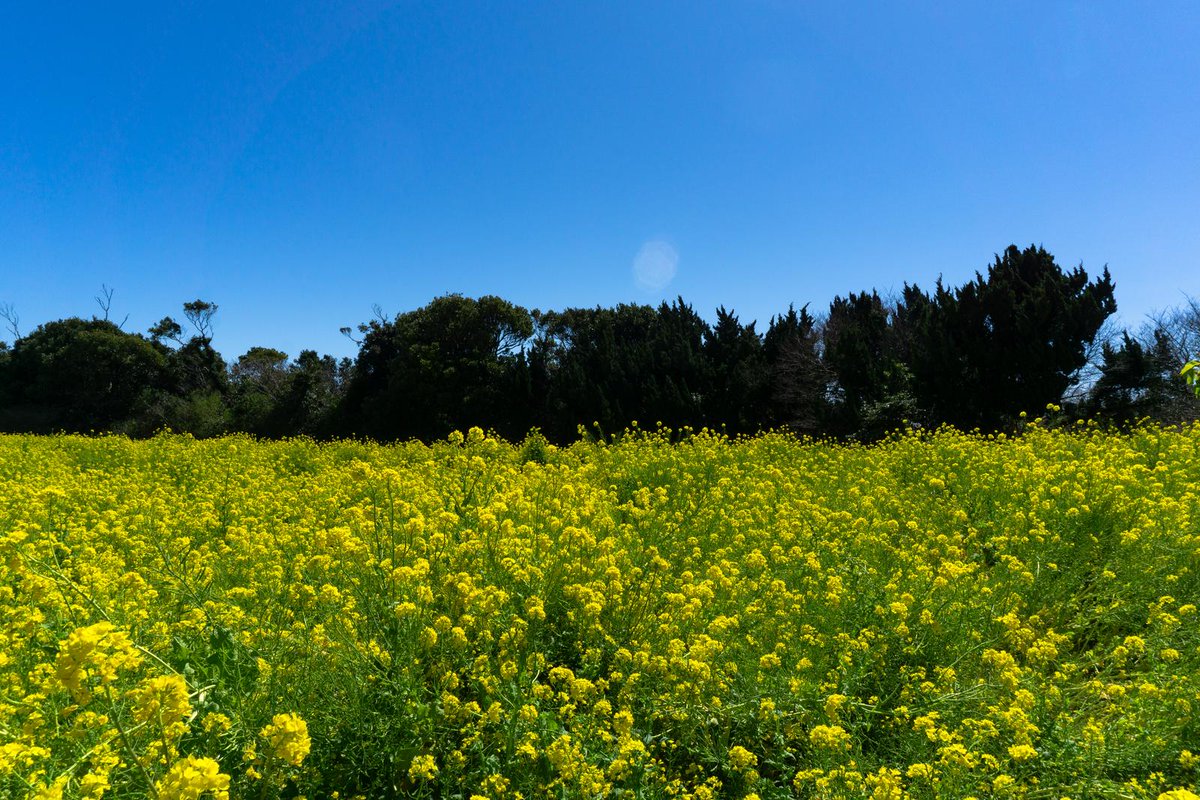 40600フォロワーさま✨再達成致しました︎🌟

私は、お花、スポーツ全般、AIart生成が好きなので、このジャンルに興味がある方と、繋がれたら嬉しいです🙏🙏お願いします🙇‍♀️🙇‍♀️

#憩いの泉 
 #平日はフォロワーさんが増えるらしい