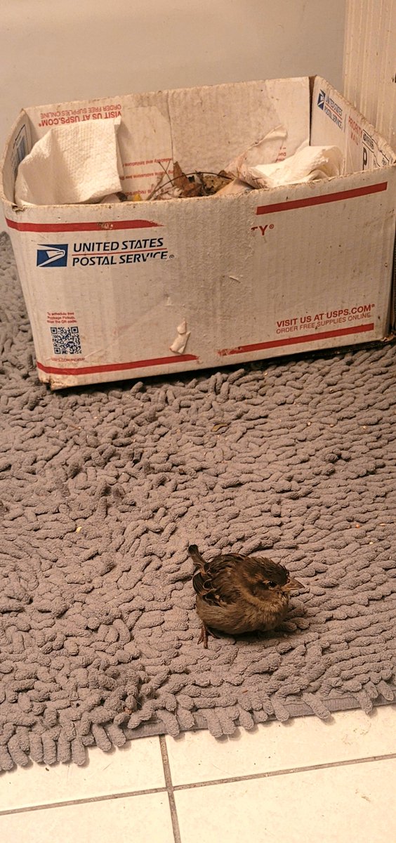 CurtisSliwa's tweet photo. In this Arctic Cold Humans and Animals continue to struggle to survive and sadly, many have perished. What often gets forgotten are the many birds who, while flying, have crashed into buildings frozen from moisture while others who feed from the sidewalks sadly eat instead the massive amount of rock salt spread onto the sidewalks that have been poisoned by it. The salt being spread is poisoning every bird and mammal that walks across it!

Nancy & I recently rescued a house sparrow paralyzed in the street. We brought it in our home & the heat served as an incubator for 4 days. We named her "Woodstock" after the Charlie Brown character.  Once she started to move, we brought her to The Wild Bird Fund Rehabilitation Center on Columbus Ave.  They do amazing work treating injured and sick birds.

And don't forget to look for birds in distress during this inclement weather.  Please provide bird seed and fresh water whenever possible.