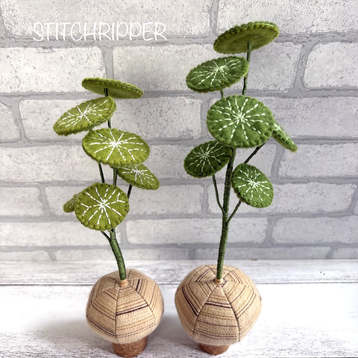 StitchripperD's tweet photo. 🌵コルク台座タイプのステファニアです
お迎えいただきましたらお好みの鉢に植えてください
#ステファニア #stephania #erecta #pierrei

デザートプランツ《 @DesertPlants363 》 https://t.co/lZirxDacXP