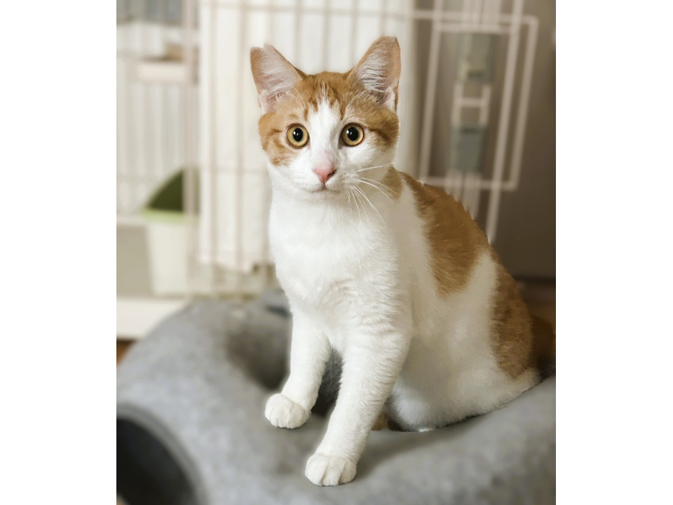 ◇2/11◇まんまる見開きお目めの❤ 大阪府 ♂ 生後7ヶ月 の