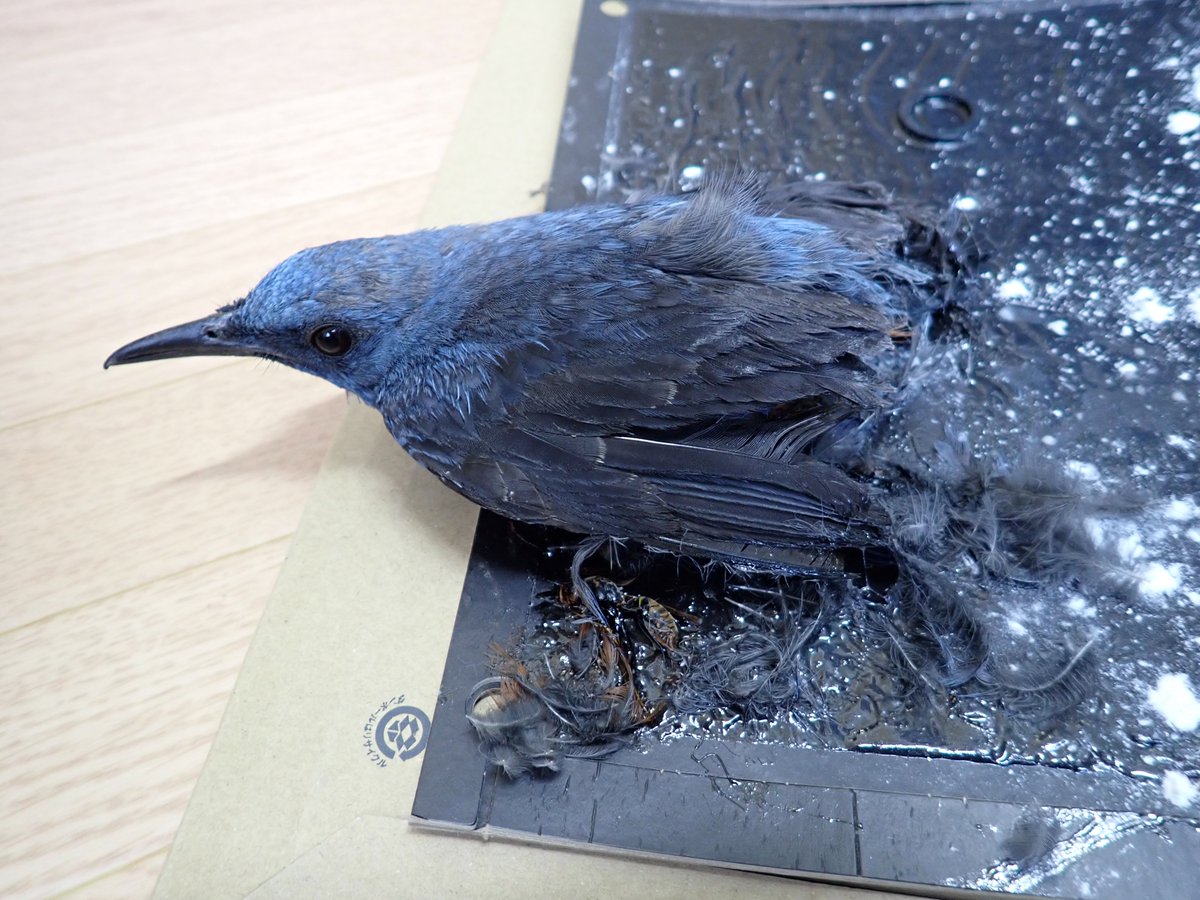 傷病鳥獣救護の受入数が上限に達したため、新規受入を当面の間休止します。
最近、屋外に設置したネズミ捕りにかかり粘着剤で動けなくなった野鳥の持込が急増しています。野鳥は物置の下など、思っているよりも小さい隙間に入り込みます。ネズミ捕りは屋内に設置しましょう。
#自然環境保全センター
