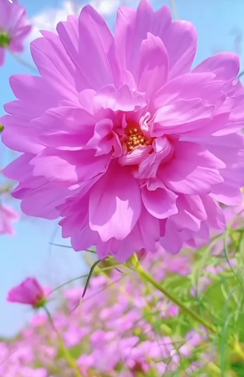 Peace comes
from trusting 
oneself ❤️

Happy Friday everyone 🙋🏻‍♀️🌹