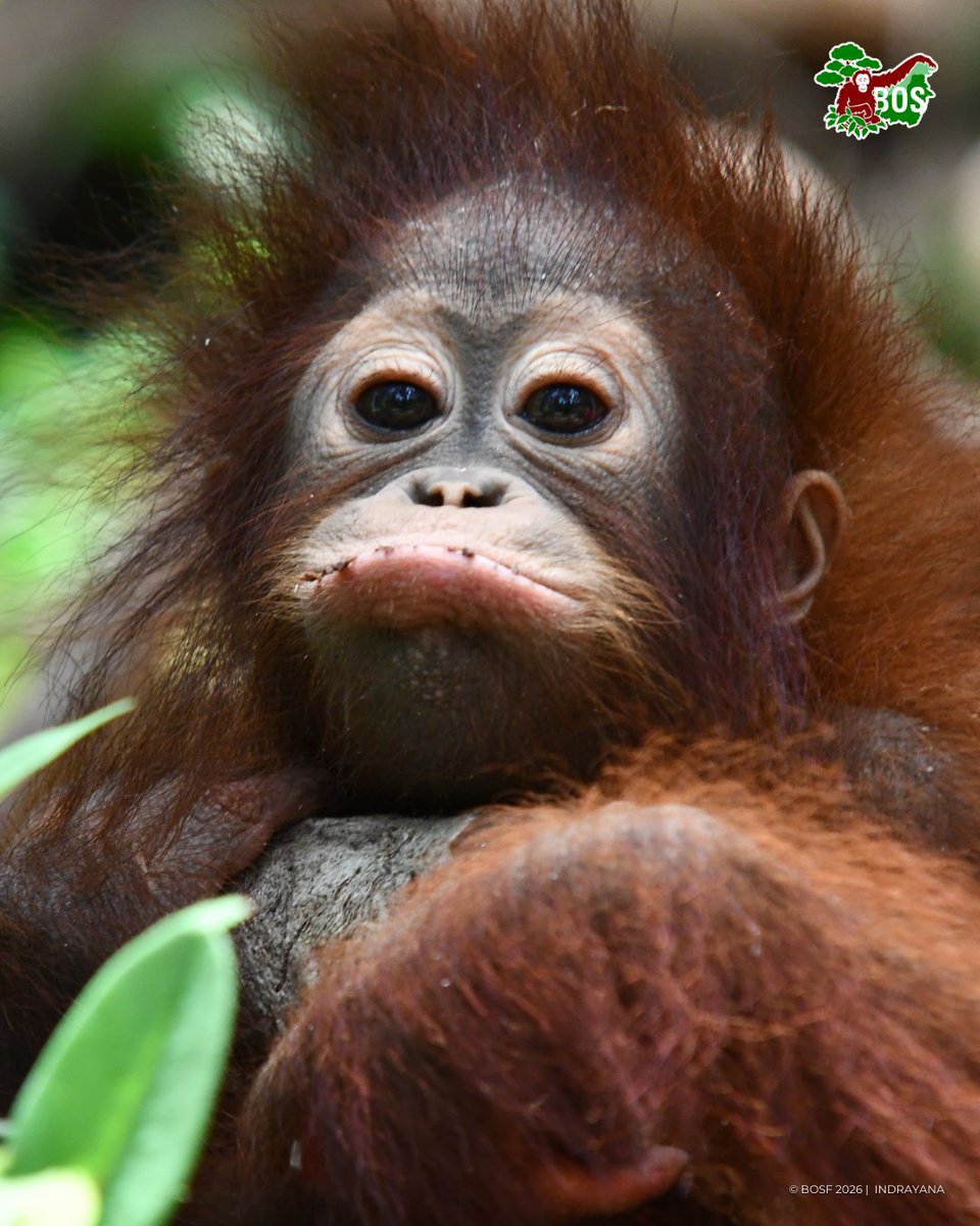 bornean_OU's tweet image. #POTW 📸 captured by @indrayana086

When nursery play and learn time clocks out too soon... Nia’s face can’t hide the sadness 🦧☹️💚

#SaveOrangutans