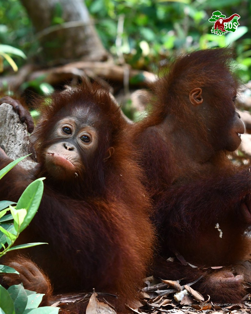 bornean_OU's tweet image. #POTW 📸 captured by @indrayana086

When nursery play and learn time clocks out too soon... Nia’s face can’t hide the sadness 🦧☹️💚

#SaveOrangutans