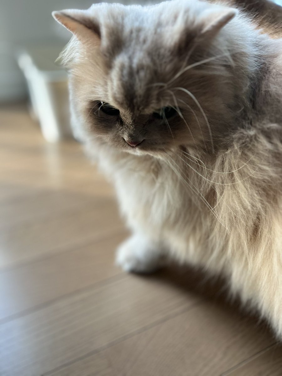 guripuru's tweet photo. グリがいなくなって、ちょっと寂しそう
ドアノブ開けるの上手なグリくんがいなくなったので、寝室のドア開けられなくて、朝みんなドア前待機🚪
それぞれ役割あったもんね🥺

#猫好きさんと繋がりたい #黒猫  #猫のいる暮らし #猫のいる生活  #茶トラ #黒猫 #キジトラ #セルカークレックス https://t.co/INTnF2j1uJ