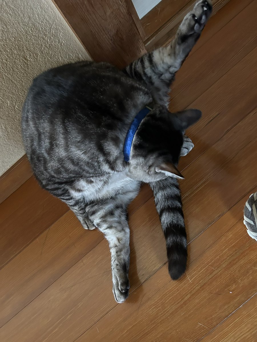 たらこ18号🦊🍒Vtuber (@taraco18gouyade) / Posts / X