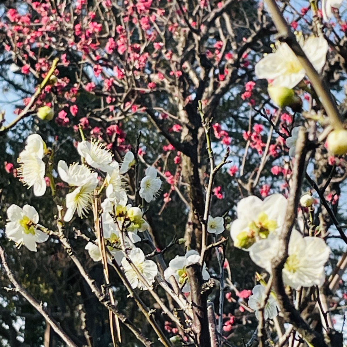 本日の #松籟庵】 #茅ヶ崎 #高砂緑地 #公園 #茶道 #chigasaki #茶室