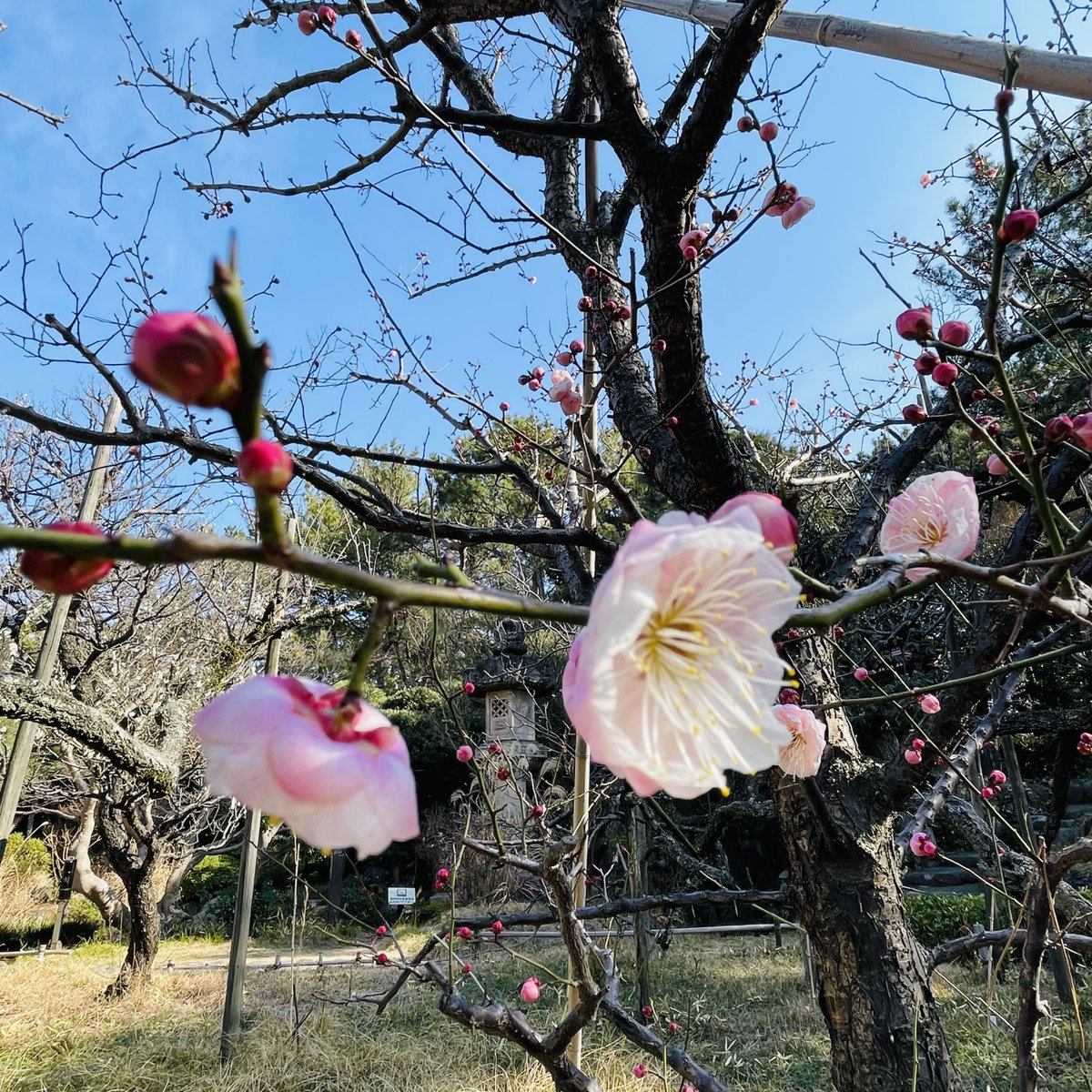 本日の #松籟庵】 #茅ヶ崎 #高砂緑地 #公園 #茶道 #chigasaki #茶室