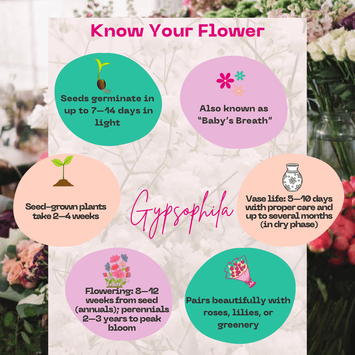 kenyaflower's tweet photo. Meet #Gypsophila aka Baby’s Breath! Tiny flowers, big charm, symbolizing purity, innocence &amp; everlasting love. 
Native to Eurasia, it now thrives under Kenya’s sunny skies.

#BeyondTheBouquet #KnowYourFlowers #SustainablyGrown https://t.co/9q0qxMabz8
