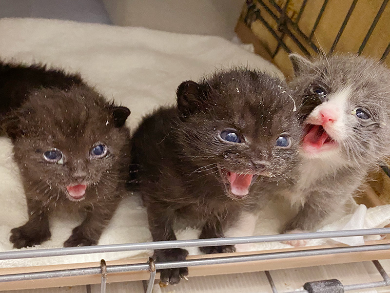 子猫の受け入れを一般からおこなっています

都内４箇所にあるシェルターで、最大300頭近くの猫達を保護します。行政に持ち込まれる子猫などが少ない時期は、離乳後２ヶ月齢くらいまでの子猫の受け入れを行なっています。
（離乳前の子猫は別途ご相談ください）
tokyocatguardian.org/topics/eg_kitt…