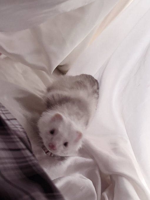 ANGE MORTEのツイート