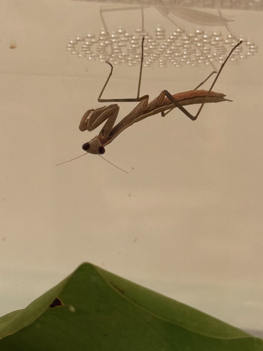 Wirelyss 👁️‍🗨️💫 tweet media