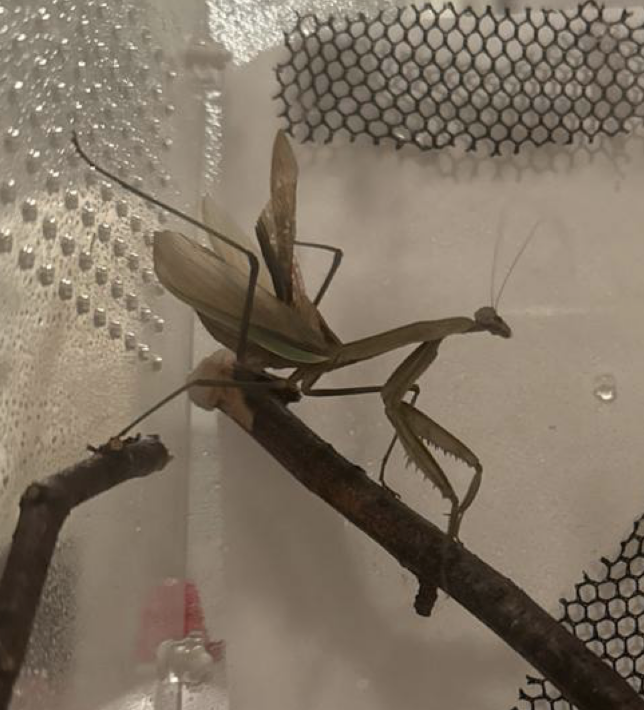 Wirelyss 👁️‍🗨️💫 tweet media