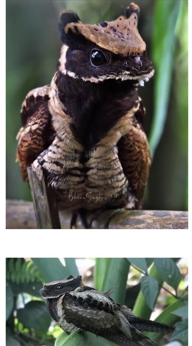 작은 용 처럼 생긴 새

인도네시아에서서식하는greatearednightjar(큰귀쏙독새)
진짜 쪼끄만 용처럼 생김

키워보고싶네요🥰