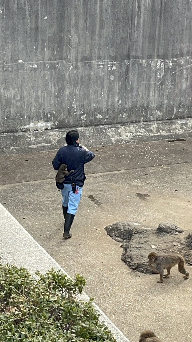 MemememHen's tweet photo. 飼育員さんにくっついて離れないパンチ

#市川市動植物園 #がんばれパンチ https://t.co/4ReAYmSmSO