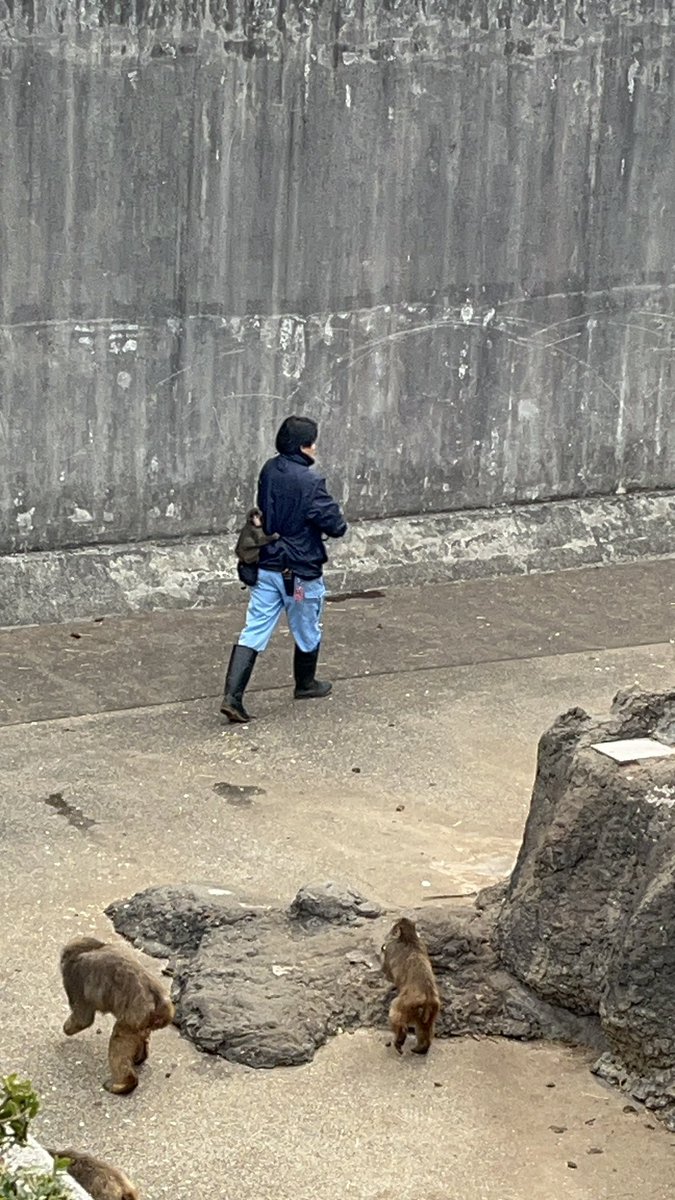 MemememHen's tweet photo. 飼育員さんにくっついて離れないパンチ

#市川市動植物園 #がんばれパンチ https://t.co/4ReAYmSmSO