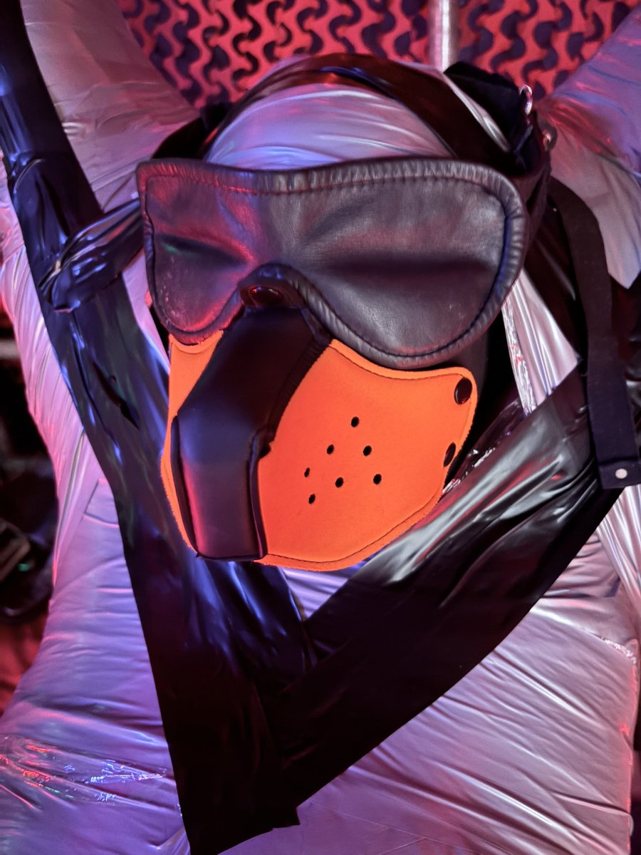 DexiePup's tweet photo. Who is this masked pup?? lol https://t.co/bF77y9jK8i